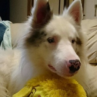 ボーダーコリー『レミー』の新しい家族家族募集