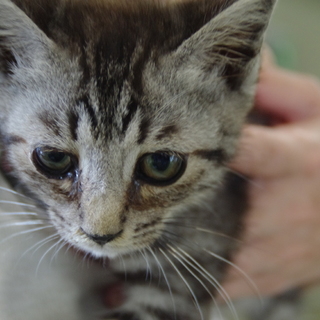 おとなしい男の子里親募集(^O^)／