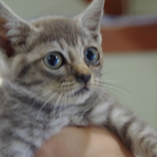 背中がグレーのかわいい子猫　里親募集中(^O^)／