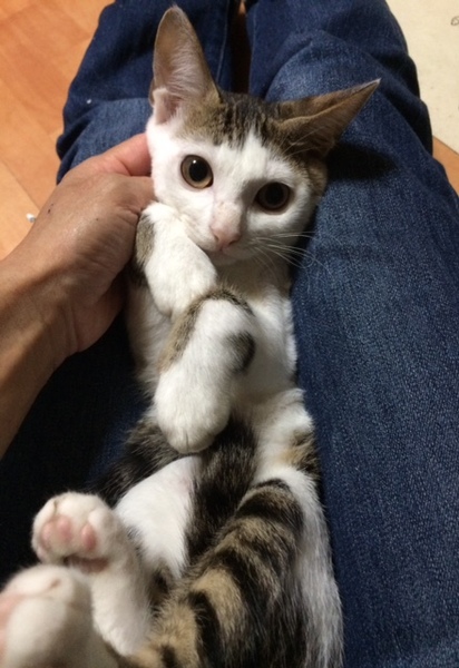 前髪ぱっつん男の子 大阪府 猫の里親募集 ペットのおうち 月間利用者150万人