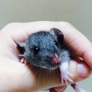 ファンシーラットの赤ちゃん里親募集