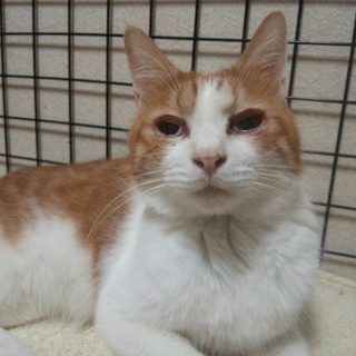 おっとりほんわか男の子、はっくん