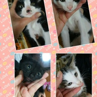 頑張って生きて来た親子猫