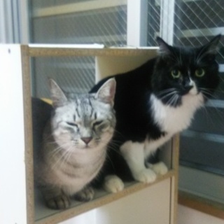里親募集 成猫２匹(１匹からでも大丈夫です) 