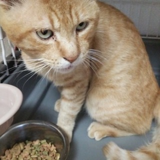 とっても甘えん坊！な茶トラの男の子