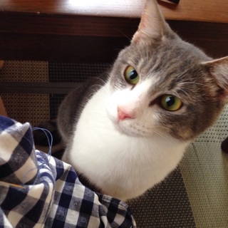 里親さん決定！ありがとうございました。