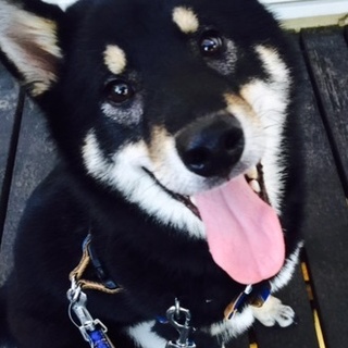 黒柴フアンの方へ!明るい未来君の家族を募集中です。