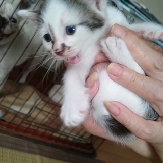 体は牛柄の女のコ