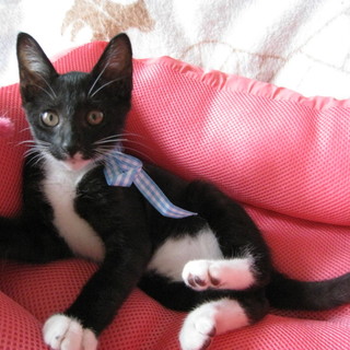 人懐っこい男の子