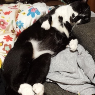 緊急募集！2才の♂去勢済みです。