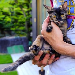 サビ柄の抱っこが好きな女の子