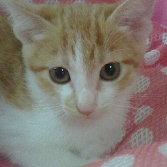 各務原飼い主探し隊のカバー写真