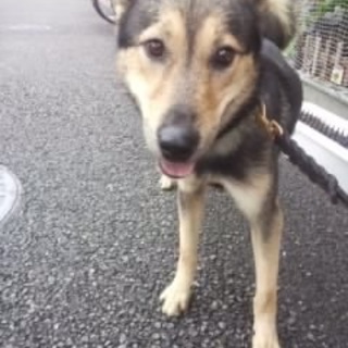 緊急！里里親さん探しています！