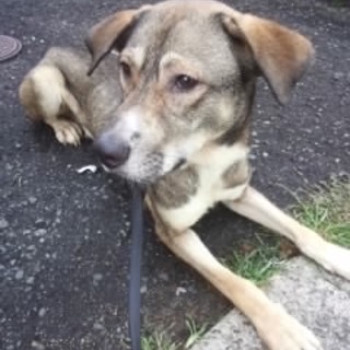 緊急！里親さん探しています！