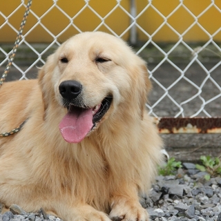 ゴールデン　2才男の子　～繁殖犬引退～