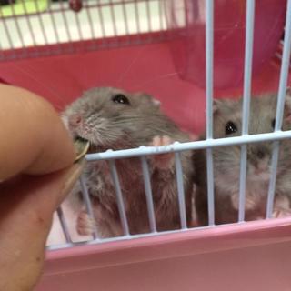 ハムスター2匹　【飼育ゲージ・餌付！】