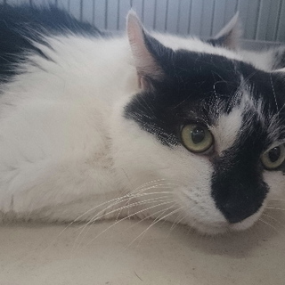 殺処分はしたくない！