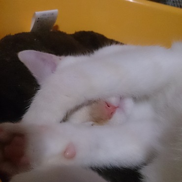 顔を拭いてる夢見てるかな