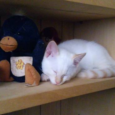 ぬいぐるみと一緒におねむ