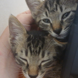 「兄妹猫ちゃんの里親になりました♪」サムネイル1