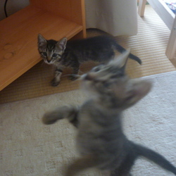 「兄妹猫ちゃんの里親になりました♪」サムネイル2