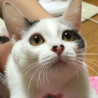 紗彩（さあや）★3カ月半★里親募集