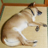 前足が動くのは夢の中で走っています！