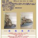 子猫（サビ猫）里親さん募集！