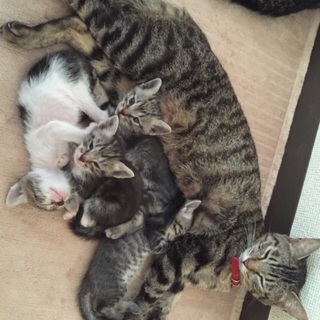 ☆子猫ちゃん☆