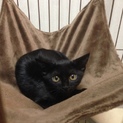 ２匹の兄弟子猫