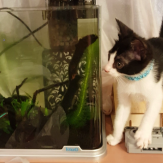 シロクロ★オス・未去勢★甘えん坊★医療費負担あり