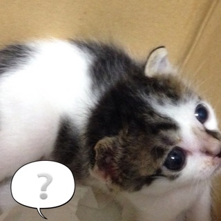 葛（つづら）君  生後約3週間