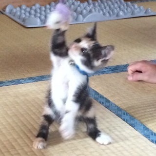 人懐こい三毛猫ちゃん里親募集