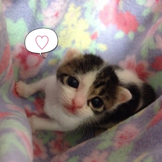 双葉君☆生後約3週間