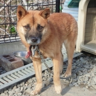 おにぎり★しぐれ★里親募集します