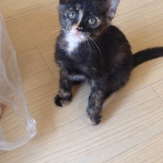 見た目によらず可愛いサビ猫ちゃん