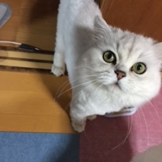 飼い主引っ越しにより緊急募集中