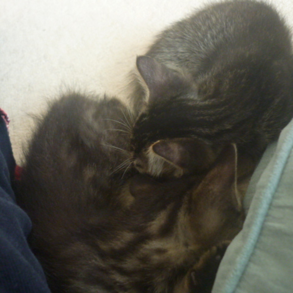 まこのカバー写真