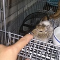 デグーちゃんの里親募集（ノーマルパイド）