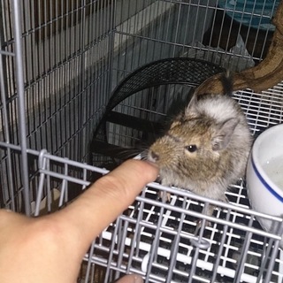 デグーちゃんの里親募集（ノーマルパイド）