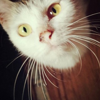 ロクちゃん。保護しました。