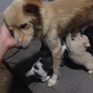 里親募集しておりますm(__)m