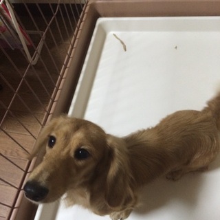 生まれてもうすぐ1年のミニチュアダックスです