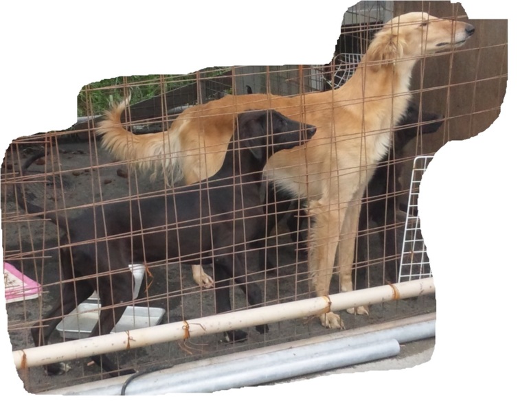 ボルゾイ サルーキの３歳 愛知県 犬の里親募集 ペットのおうち 月間利用者150万人