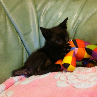 可愛い黒猫（オス）兄弟猫