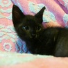可愛い黒猫（オス）兄弟猫 サムネイル6