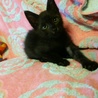 可愛い黒猫（オス）兄弟猫 サムネイル7