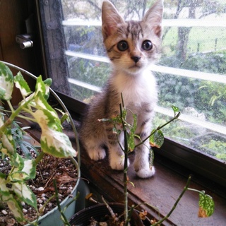 サバトラ（キジ交じり）男の子（兄弟猫）です。