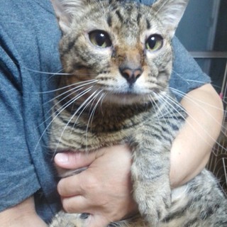 【急募】新しいご家族を探してます。