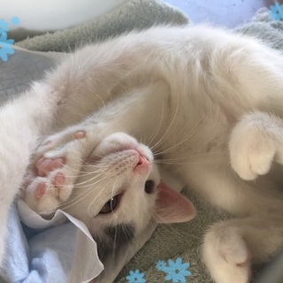 白にとびキジ柄のおっとり男の子ニャン